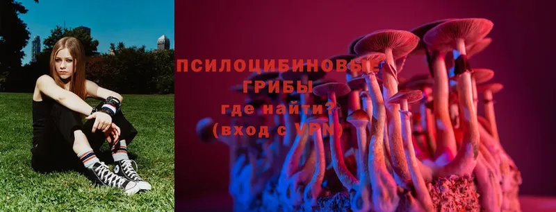 omg   Подольск  Псилоцибиновые грибы MAGIC MUSHROOMS 